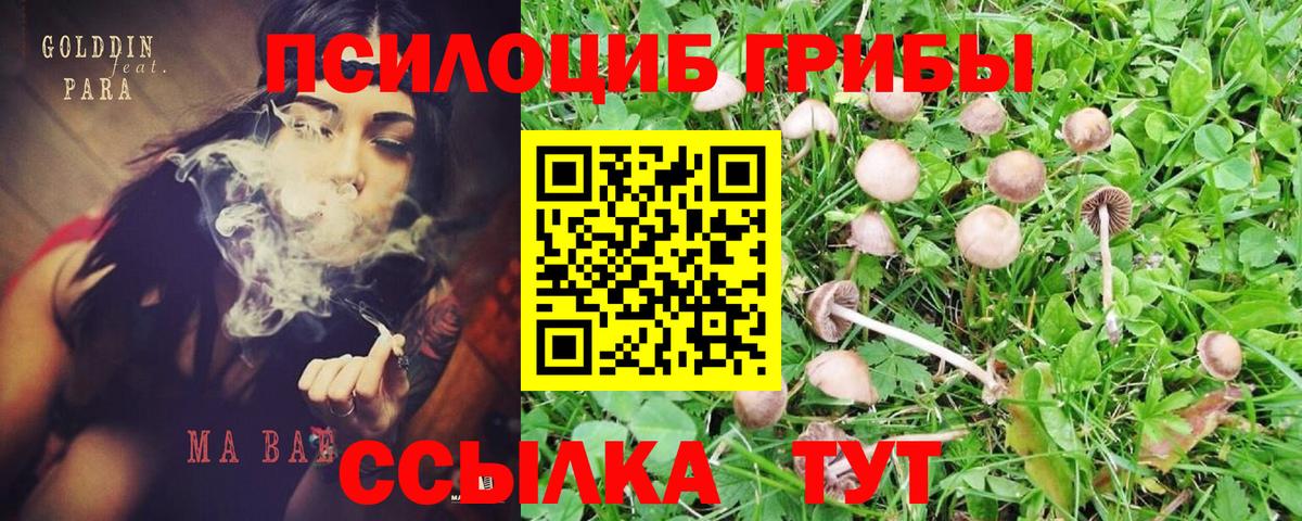 Вятские Поляны  Галлюциногенные грибы мицелий  Вход с VPN 